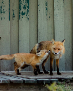 A baby fox kisses its mama